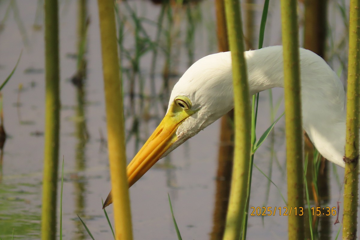 Medium Egret - ML646835670