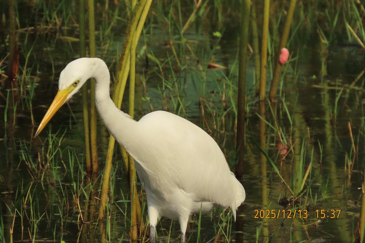 Medium Egret - ML646835671