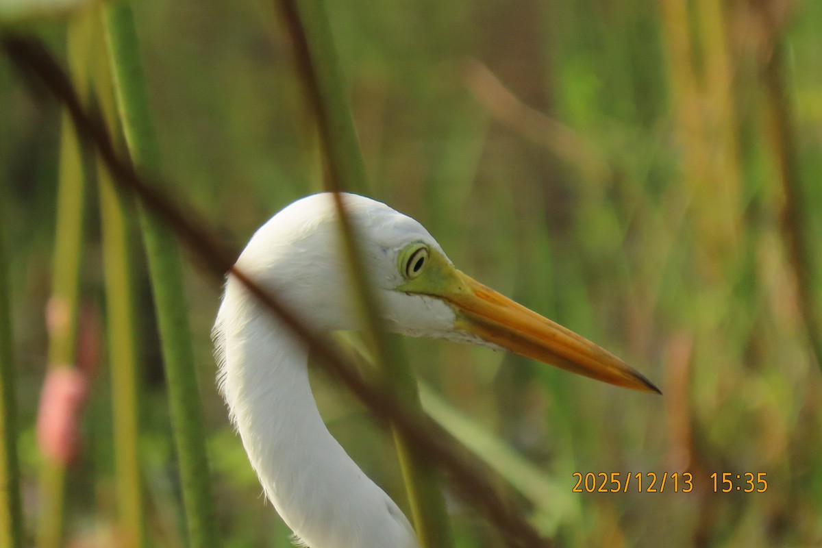 Medium Egret - ML646835672