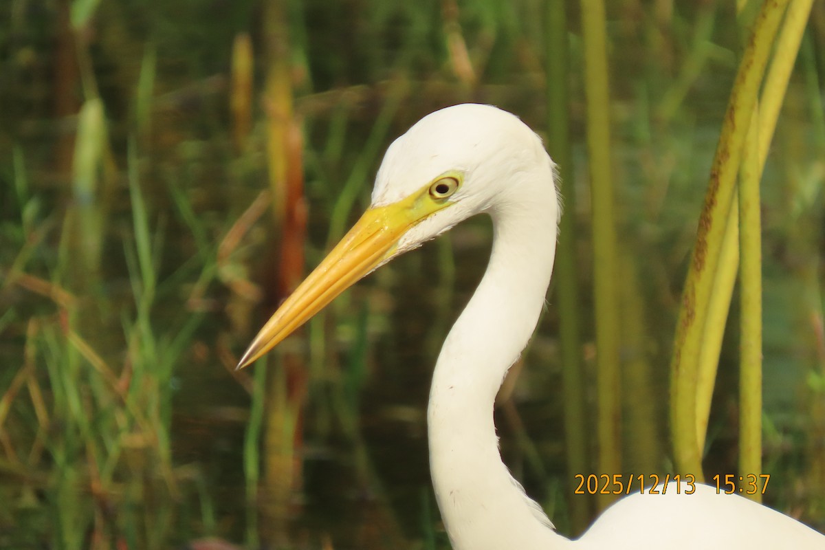 Medium Egret - ML646835673