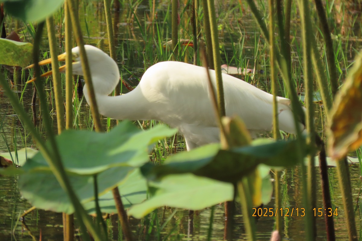 Medium Egret - ML646835674