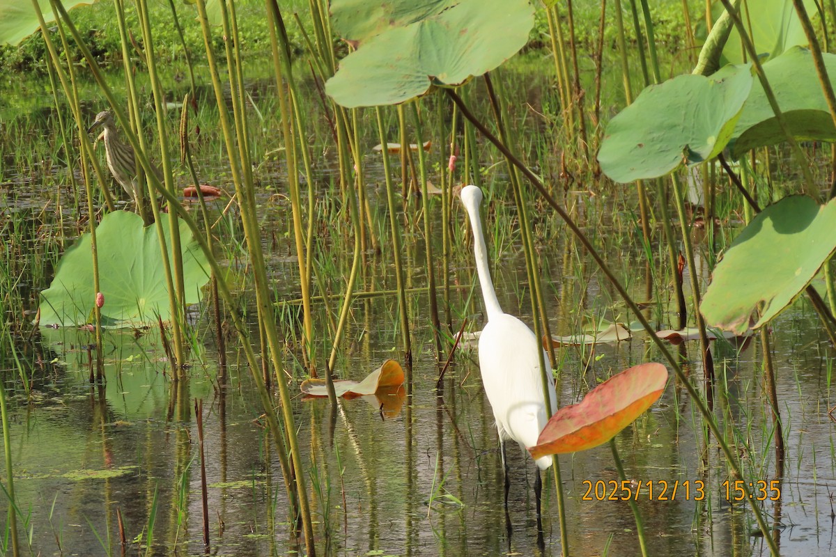 Medium Egret - ML646835675