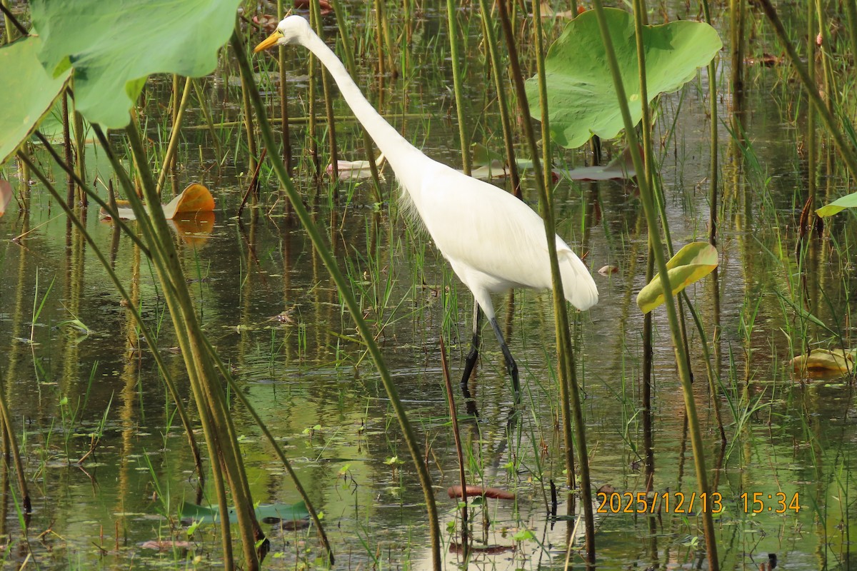 Medium Egret - ML646835676