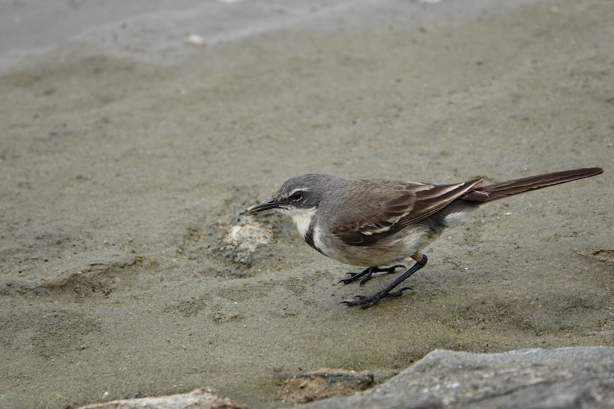 Lurmuturreko buztanikara - ML646835683