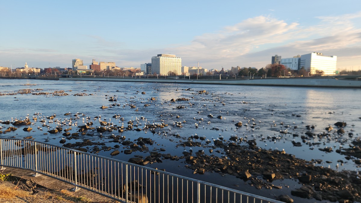 Kaio hauskara amerikarra - ML646835685