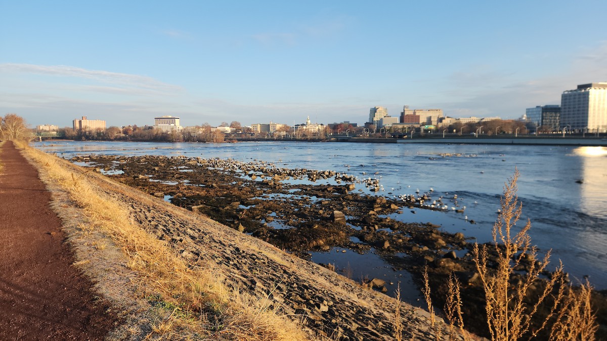 Kaio hauskara amerikarra - ML646835686