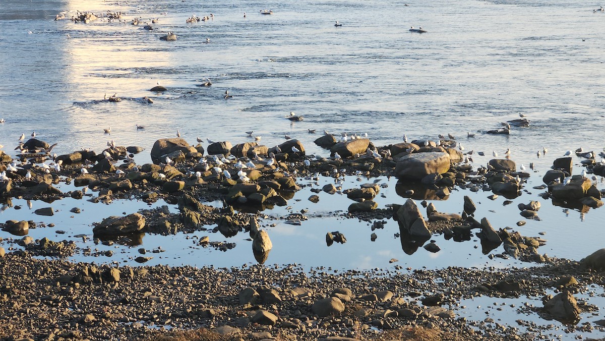 Kaio hauskara amerikarra - ML646835687