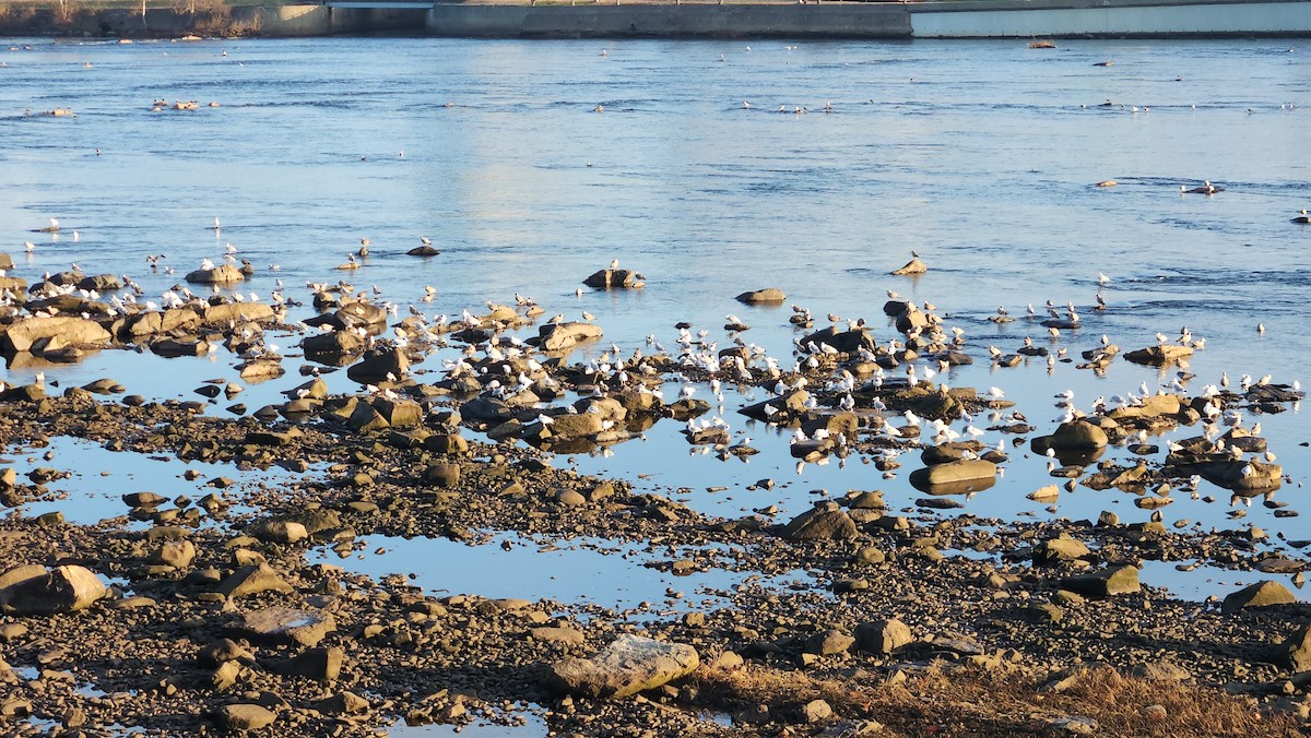 Kaio hauskara amerikarra - ML646835688