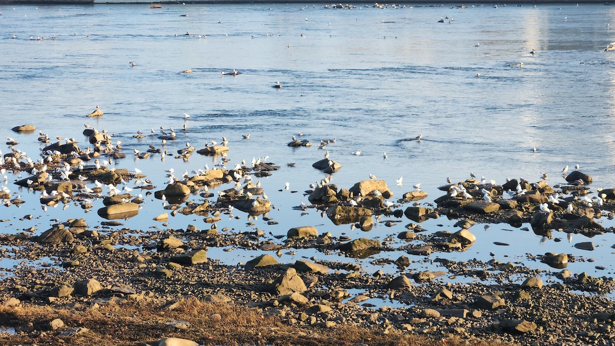 Kaio hauskara amerikarra - ML646835689