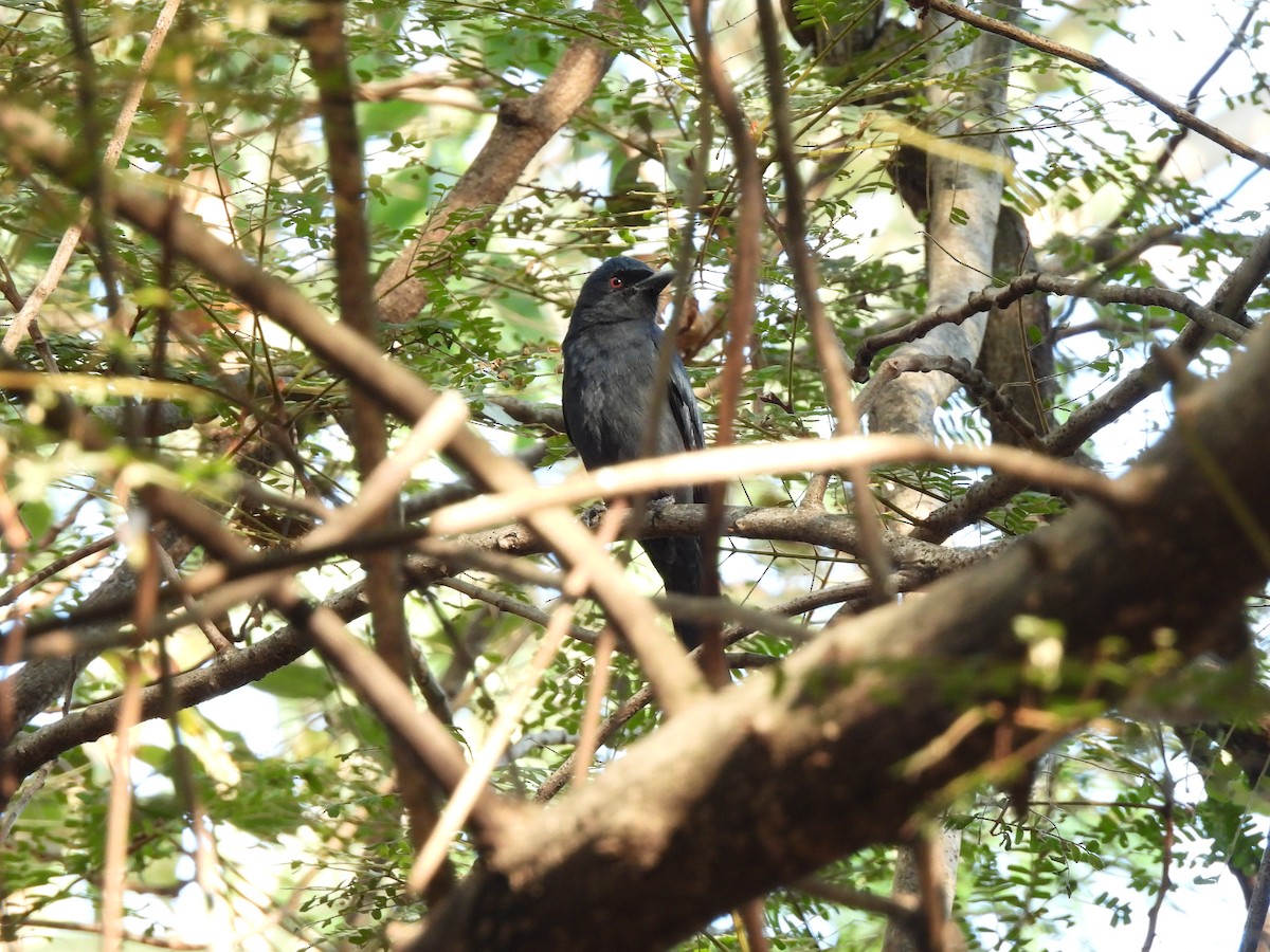 ハイイロオウチュウ - ML646835712