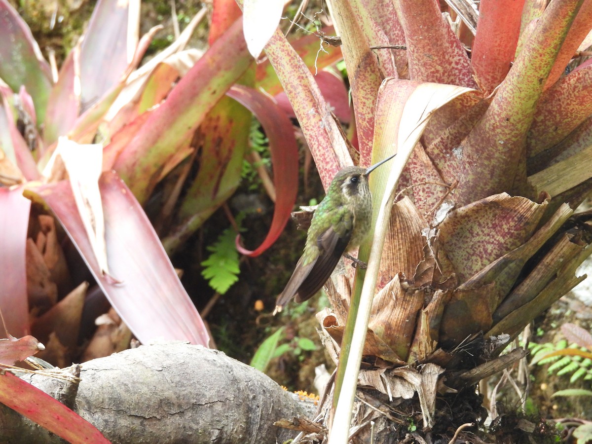 Speckled Hummingbird - ML646835714