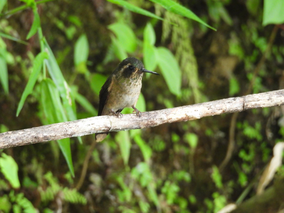 Speckled Hummingbird - ML646835715