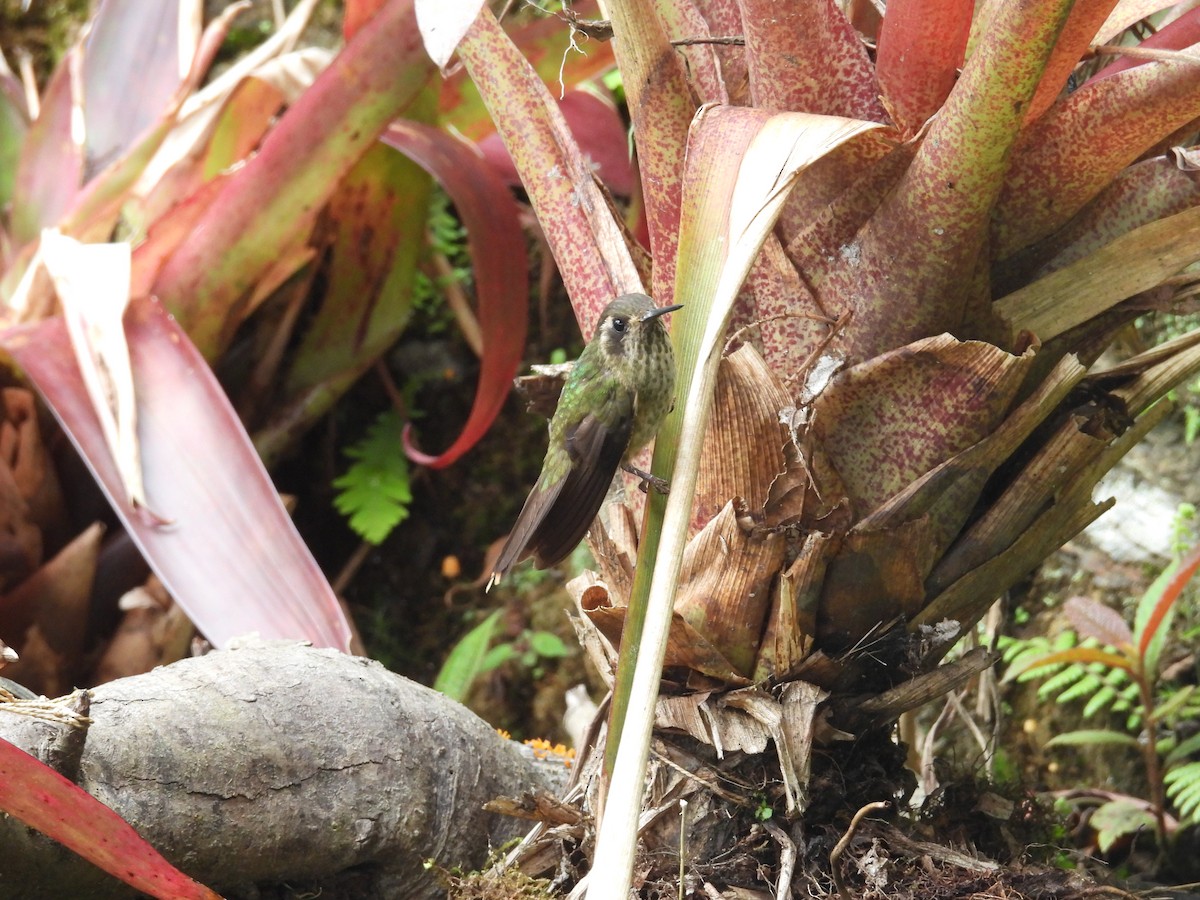 Speckled Hummingbird - ML646835716