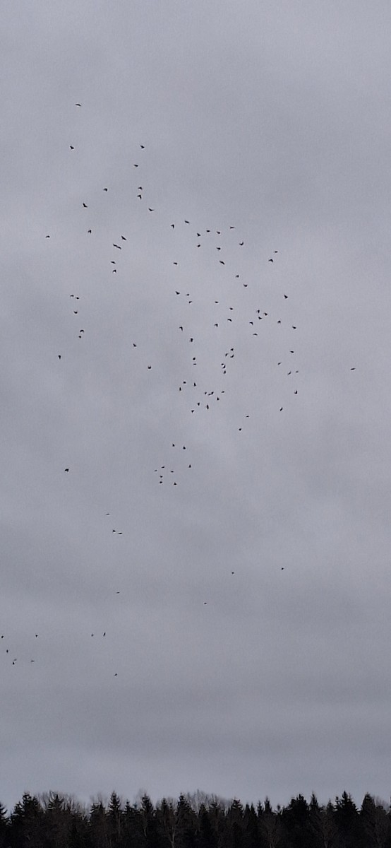 Eurasian Jackdaw - ML646835717