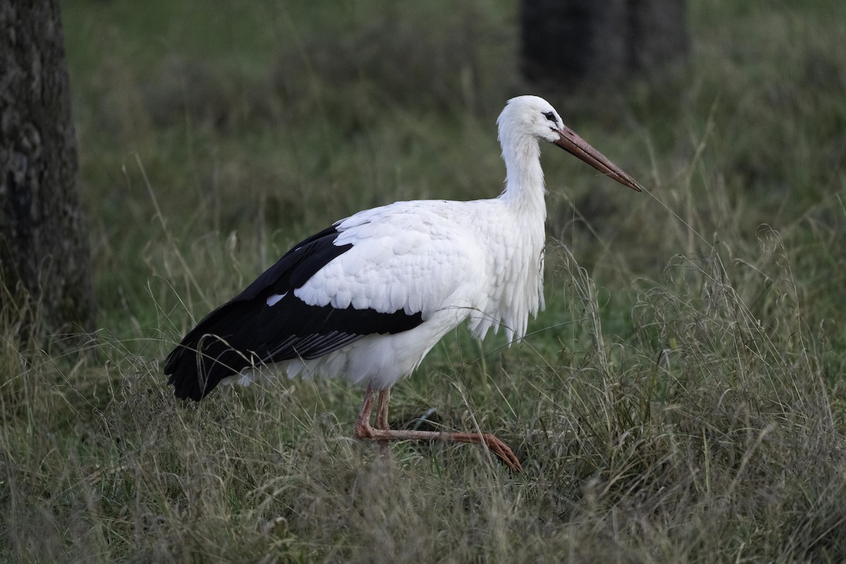 White Stork - ML646835724