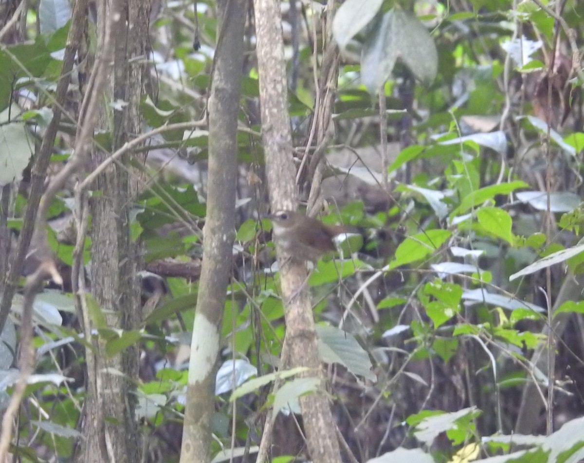 Petite Brachyptère - ML646835725