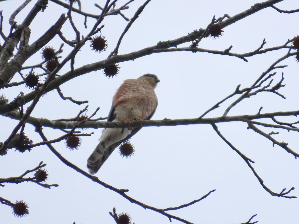 krahujec americký - ML646835728