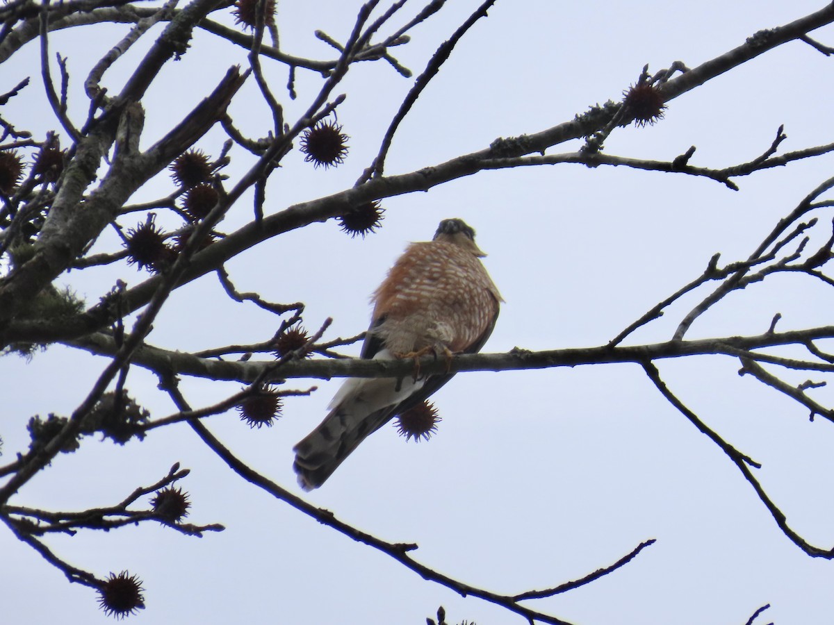 krahujec americký - ML646835729