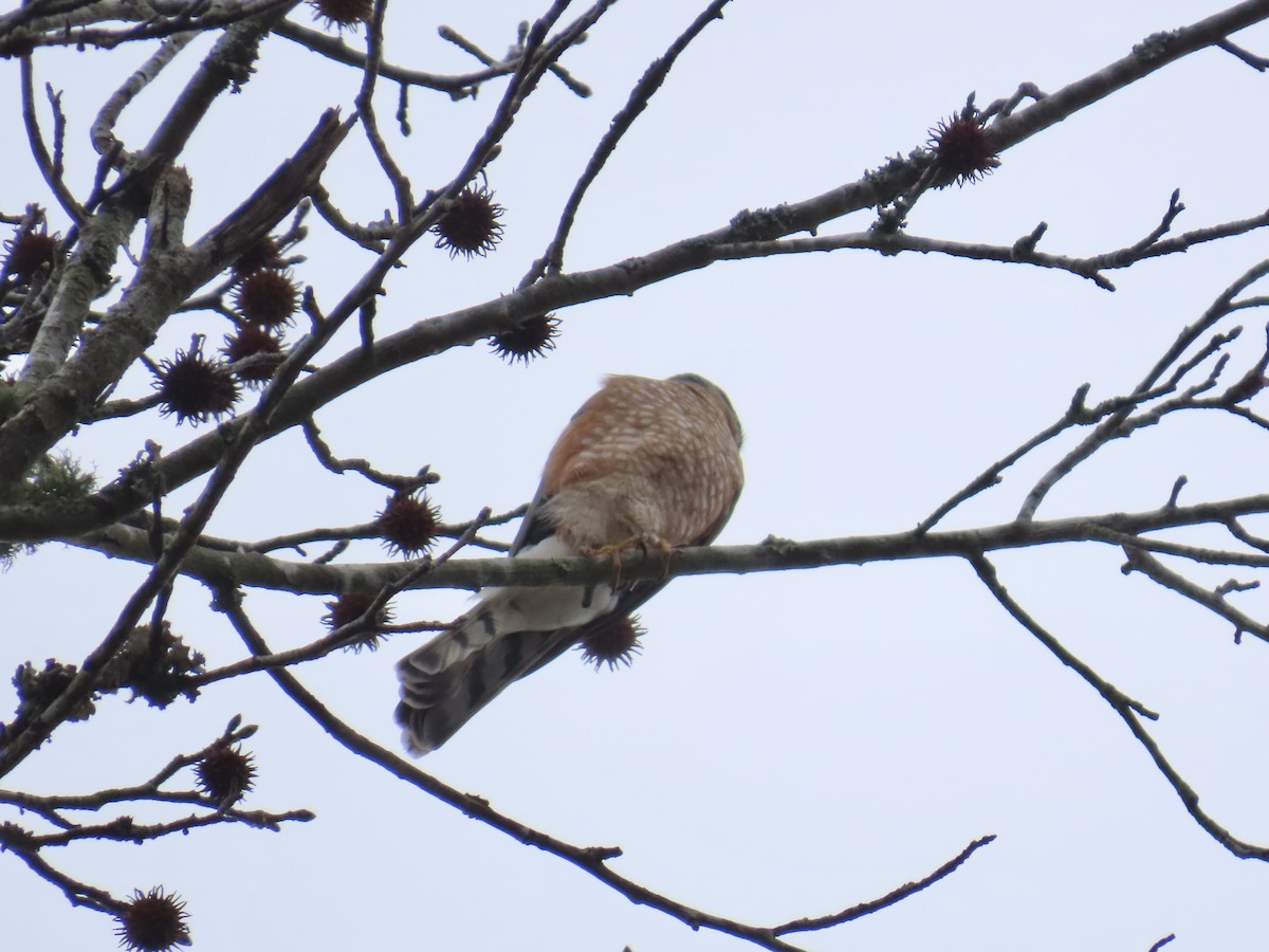 krahujec americký - ML646835730