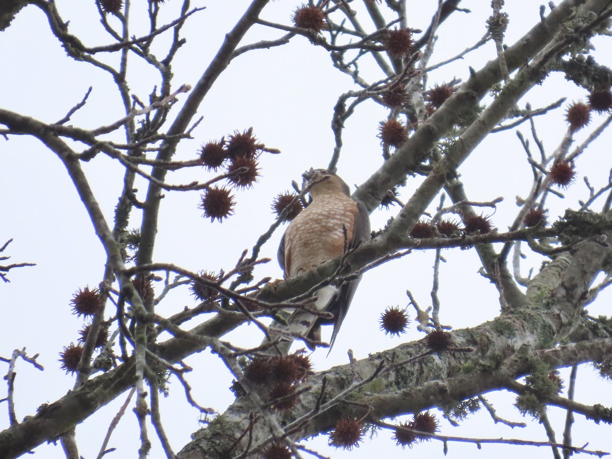 krahujec americký - ML646835731