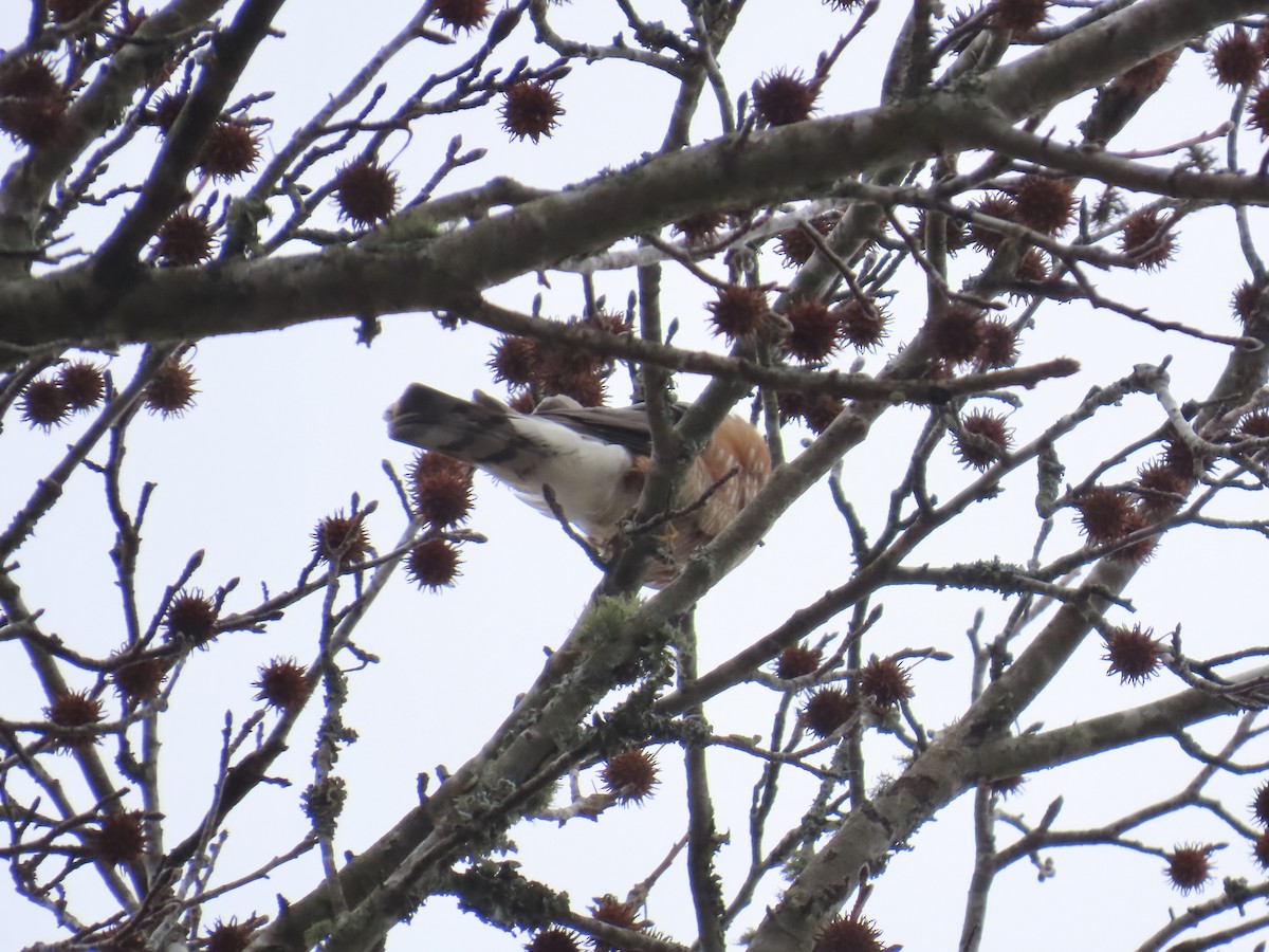 krahujec americký - ML646835732