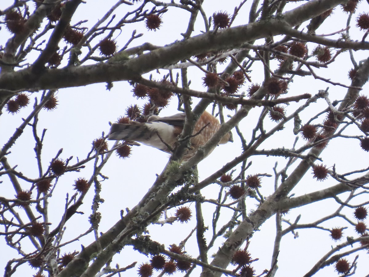 krahujec americký - ML646835733