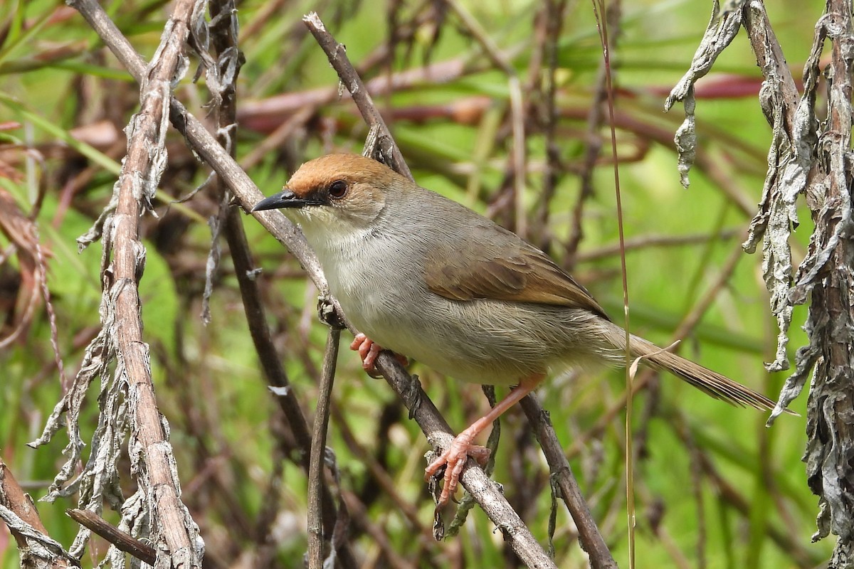 Chubb's Cisticola - ML646835734