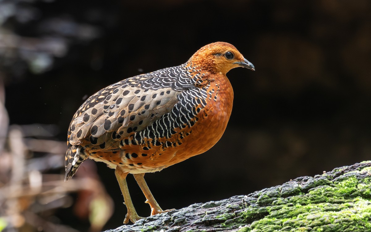 Ferruginous Partridge - ML646835737