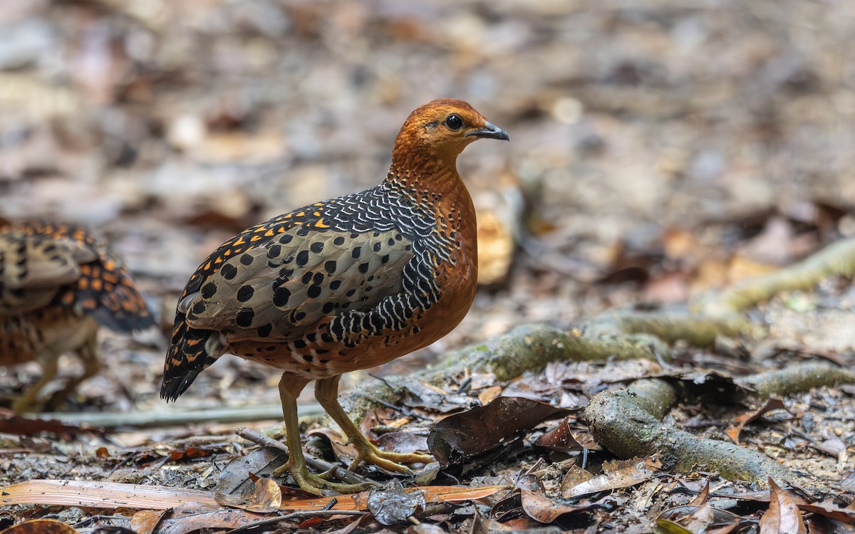Ferruginous Partridge - ML646835738