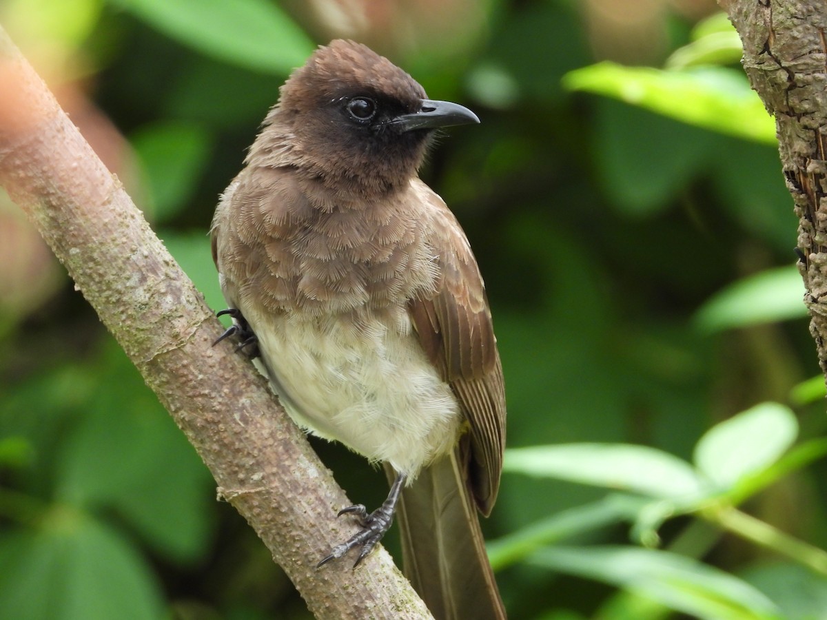 Common Bulbul - ML646835739