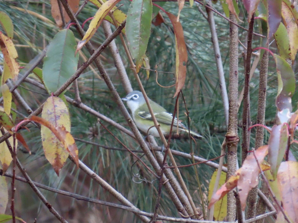 Blue-headed Vireo - ML646835745