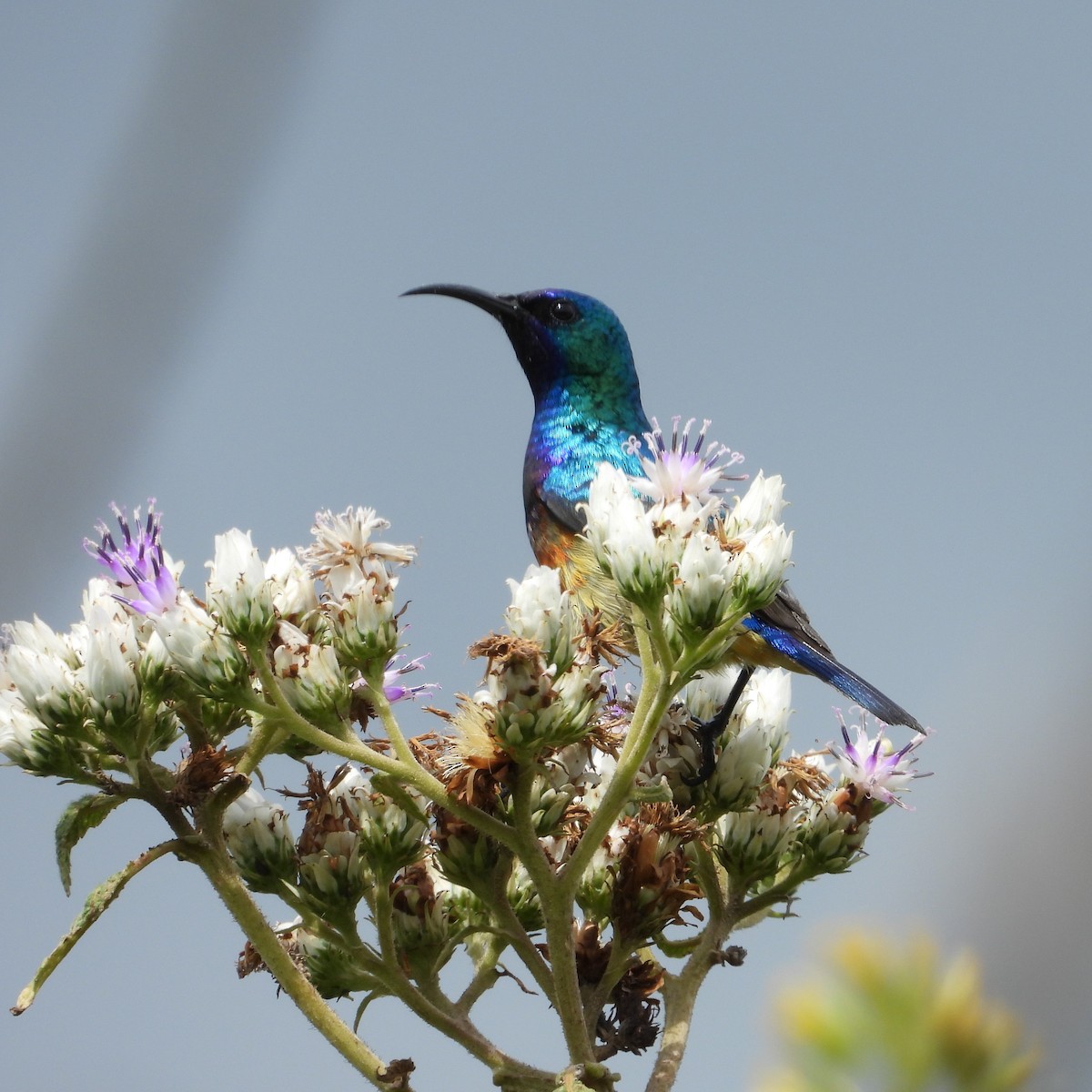 Variable Sunbird - ML646835751