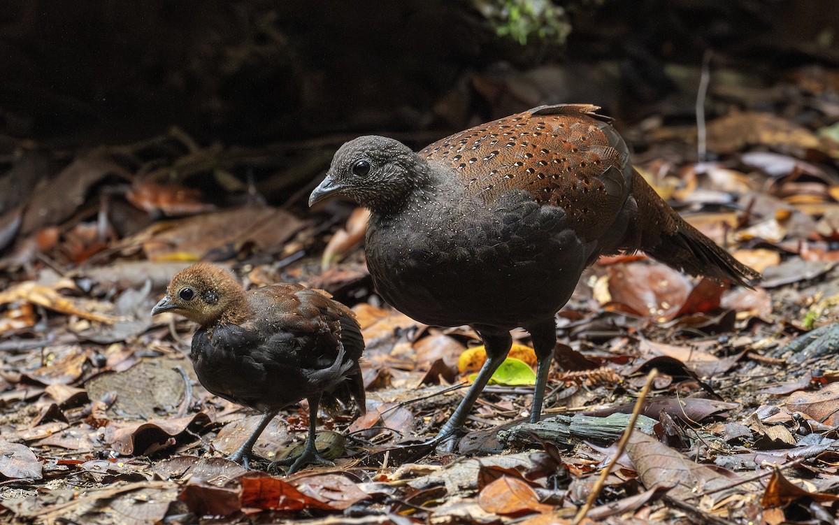 Mountain Peacock-Pheasant - ML646835762