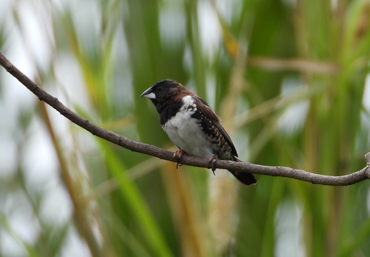 Bronze Mannikin - ML646835768