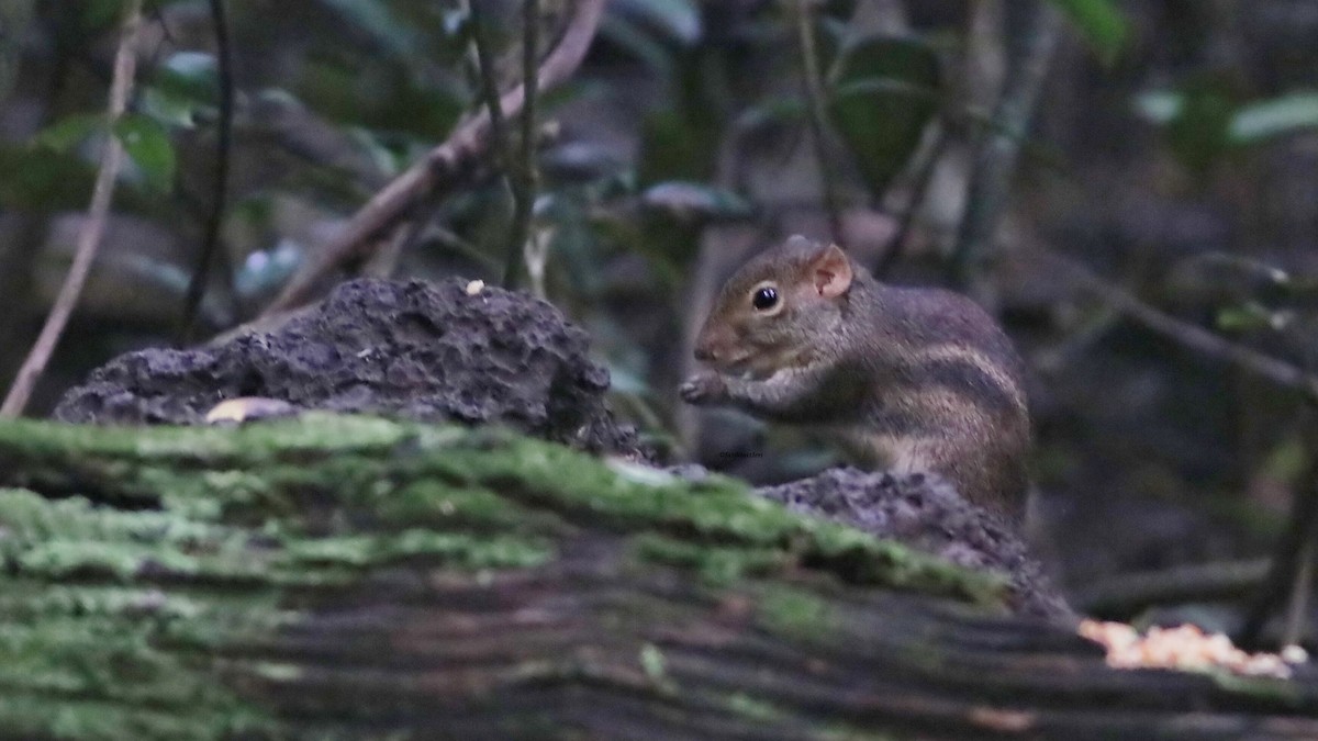 Indochinese Ground Squirrel - ML646835779
