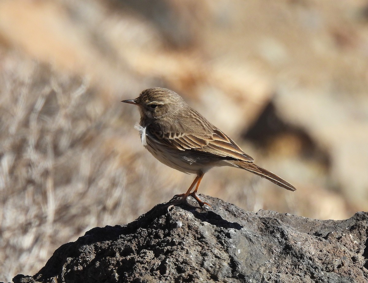 Berthelot's Pipit - ML646835791
