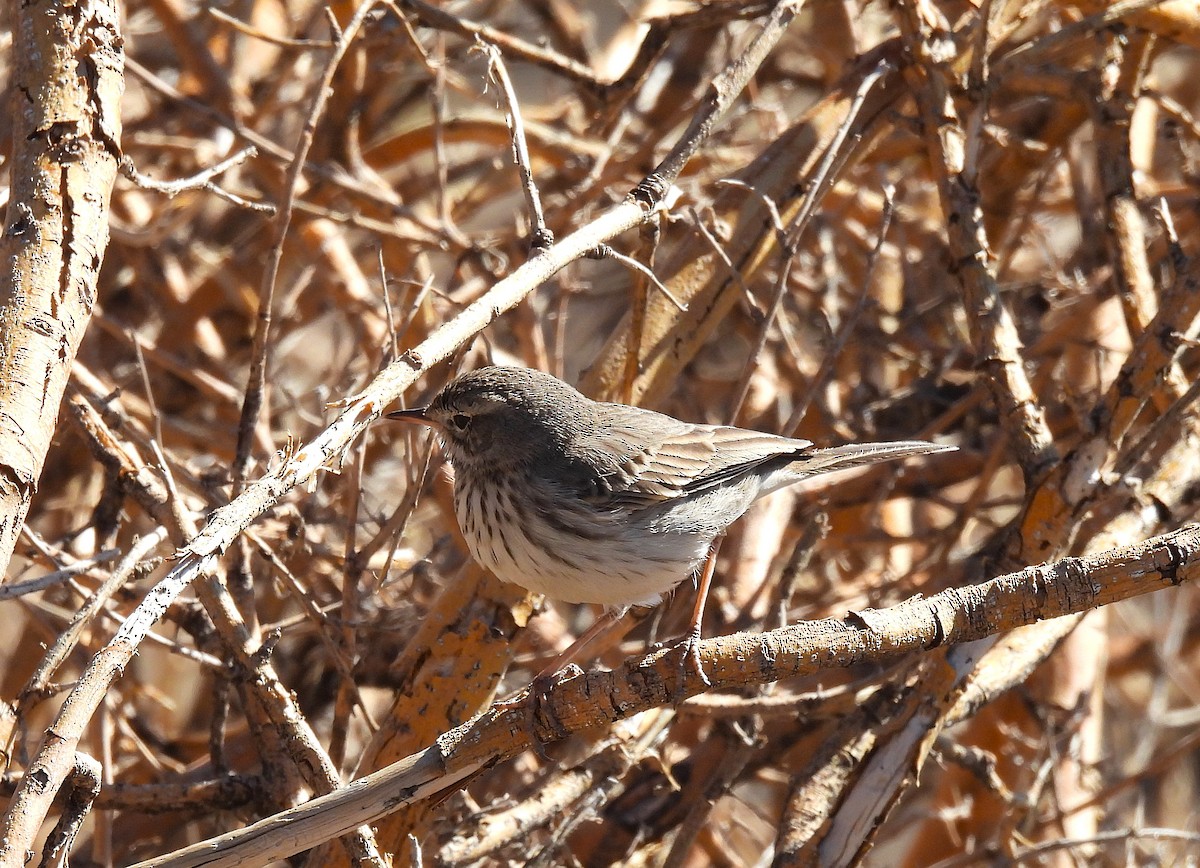 Berthelot's Pipit - ML646835792