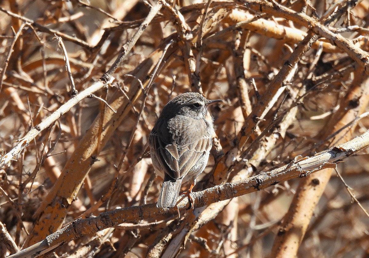 Berthelot's Pipit - ML646835793