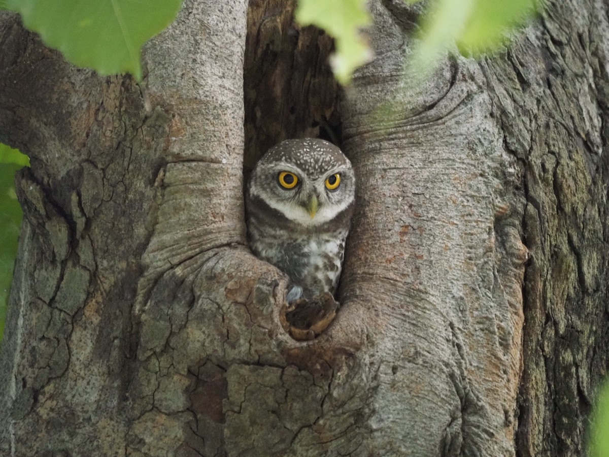 Spotted Owlet - ML646835794