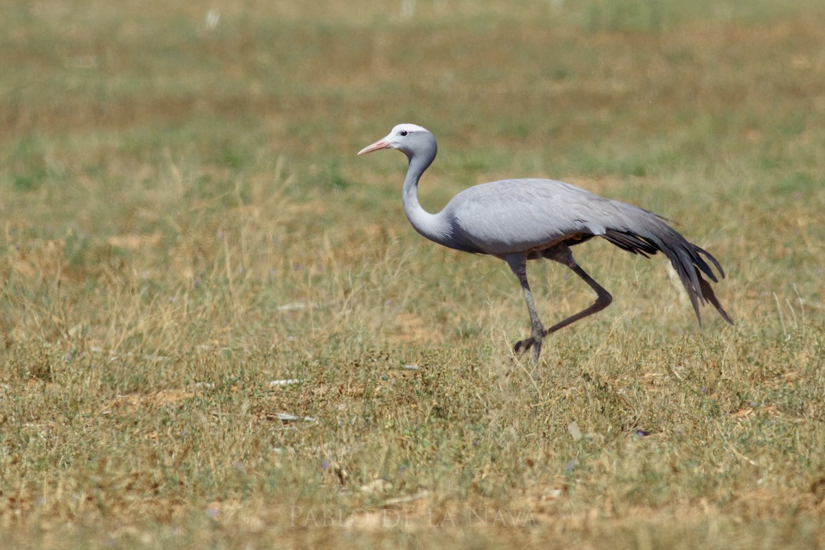 Blue Crane - ML646835795