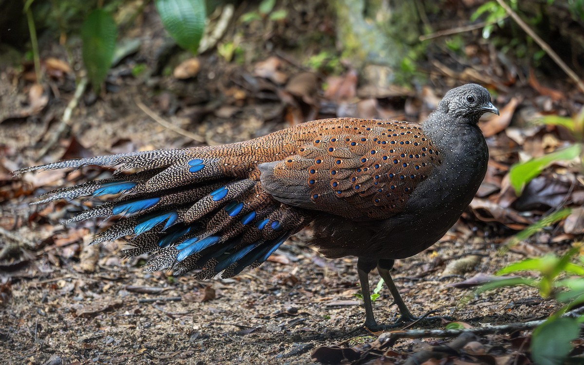 Mountain Peacock-Pheasant - ML646835796
