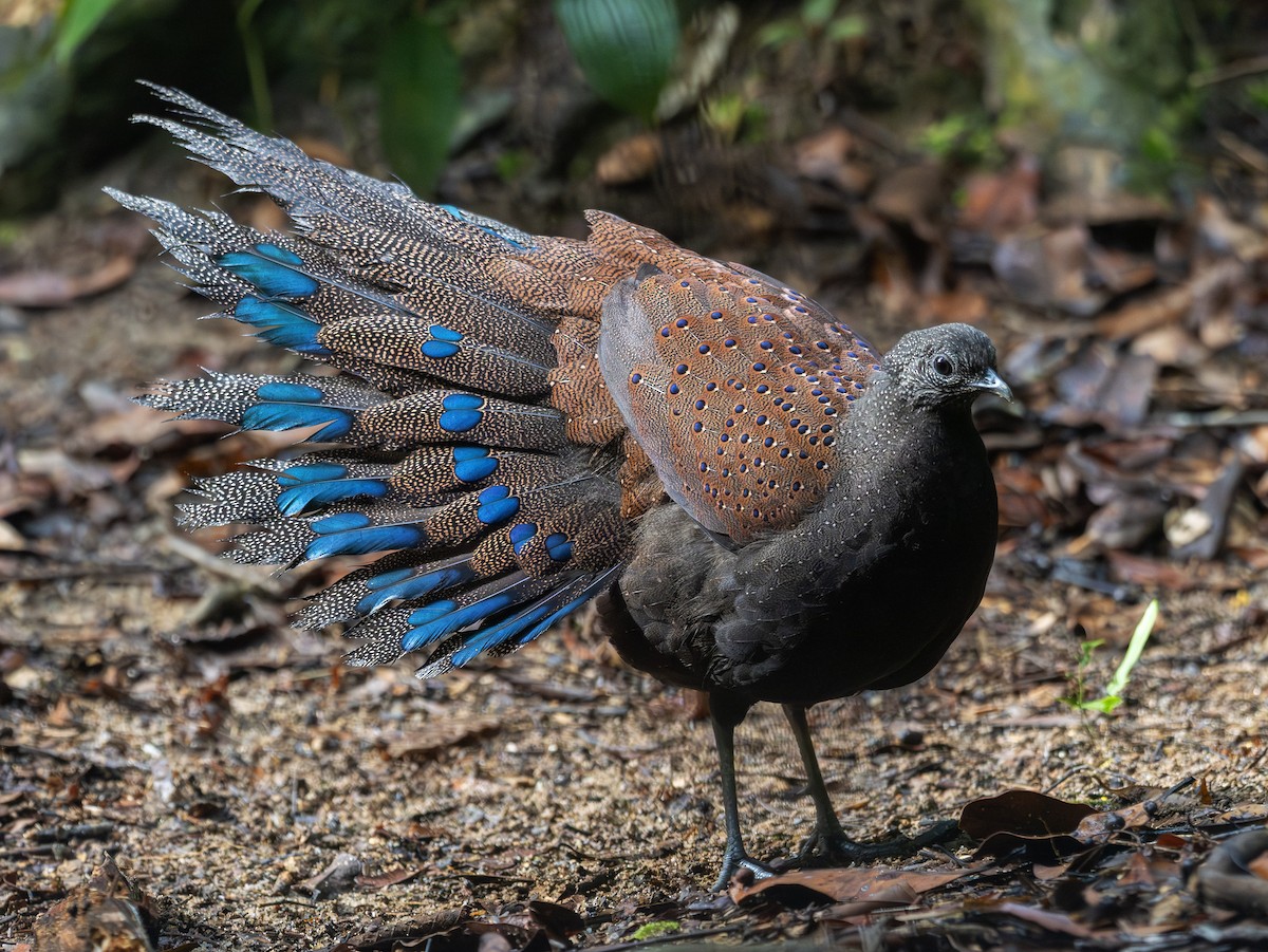 Mountain Peacock-Pheasant - ML646835797