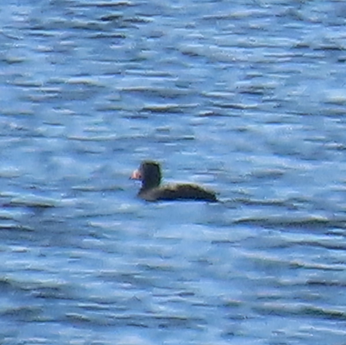 Ahatebeltz kopetazuria - ML646835798