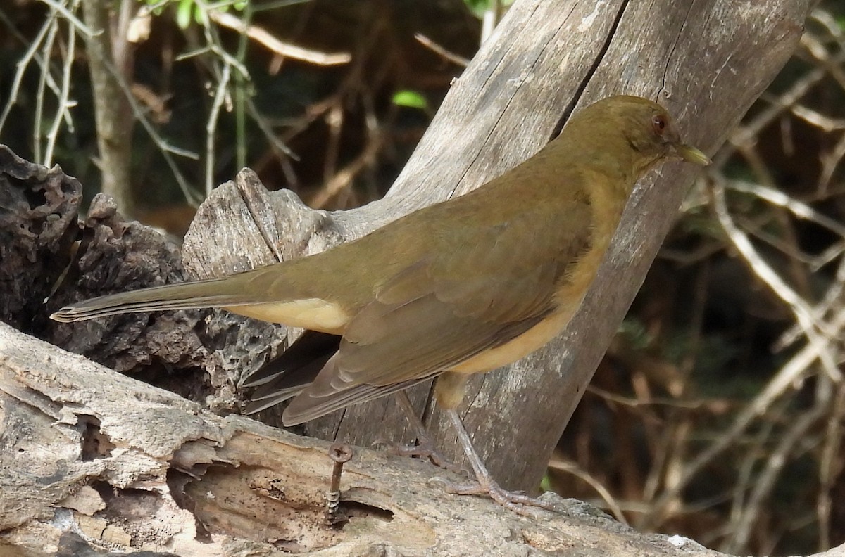 バフムジツグミ - ML646835799