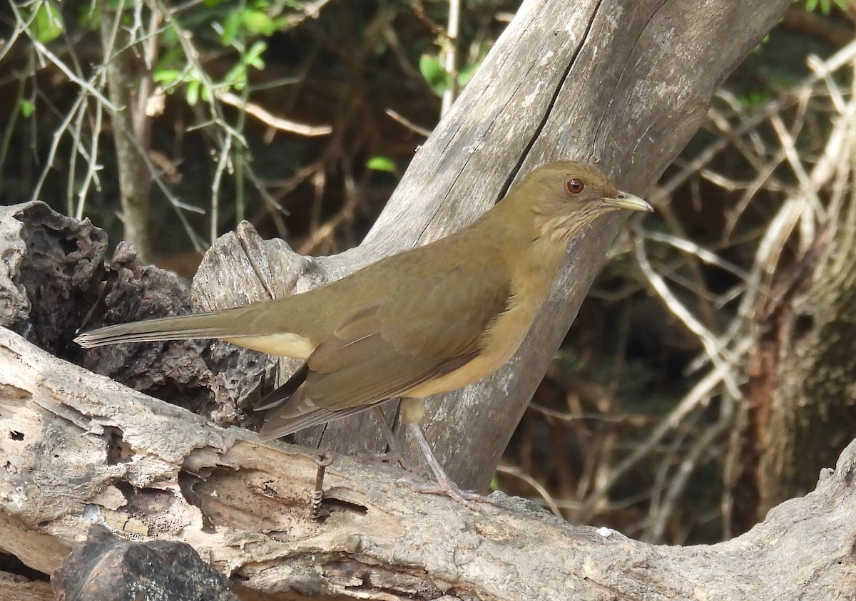 バフムジツグミ - ML646835800