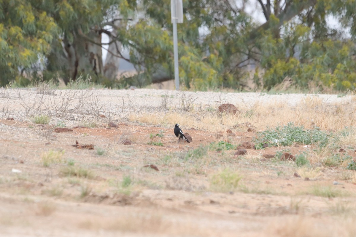 Чёрно-белая веерохвостка - ML646835806