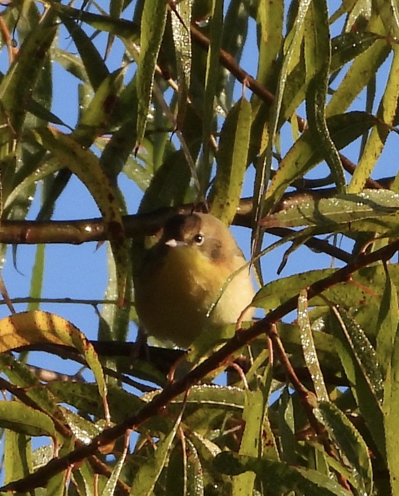 Common Yellowthroat - ML646835807