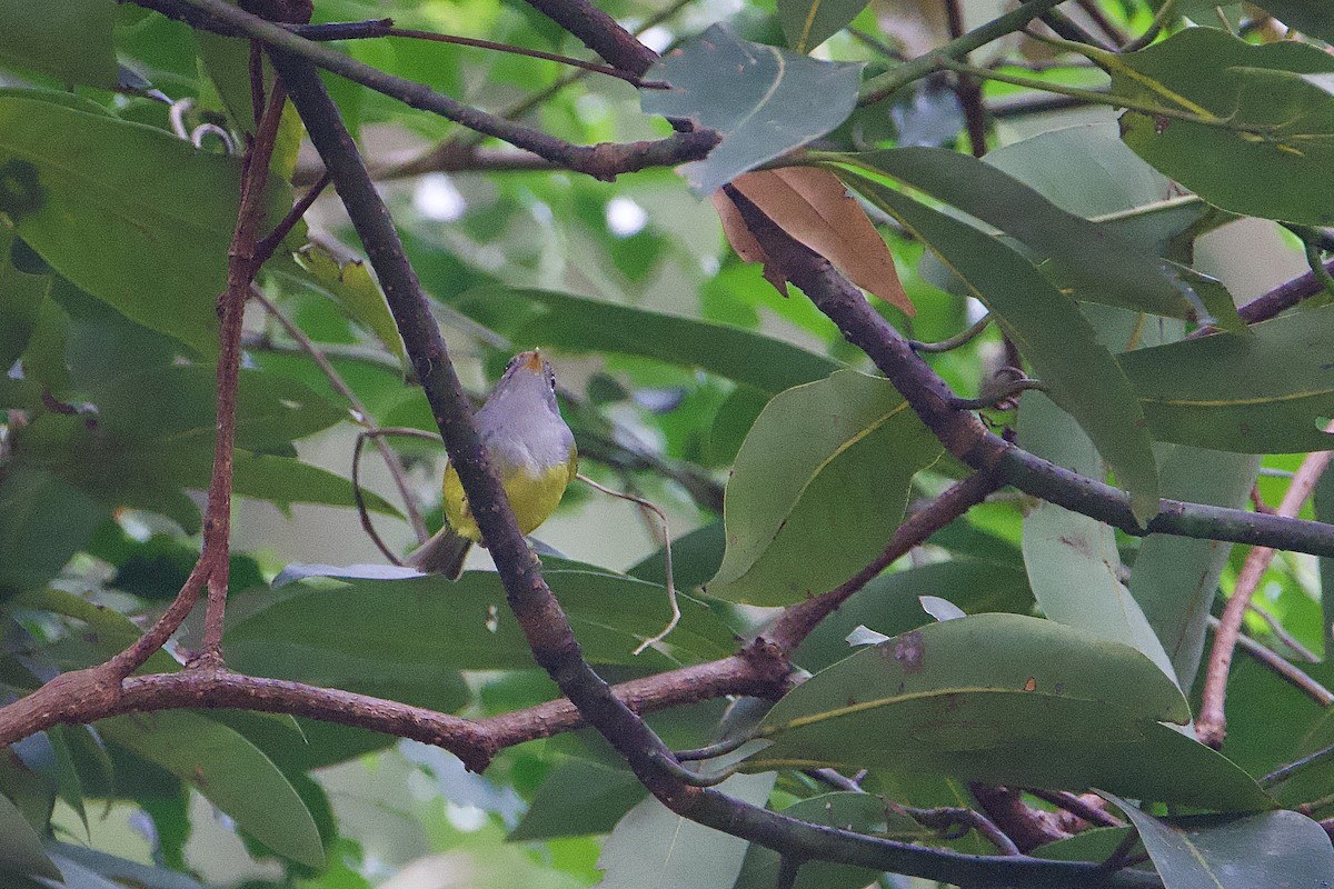 Mosquitero Coronicastaño - ML646835810