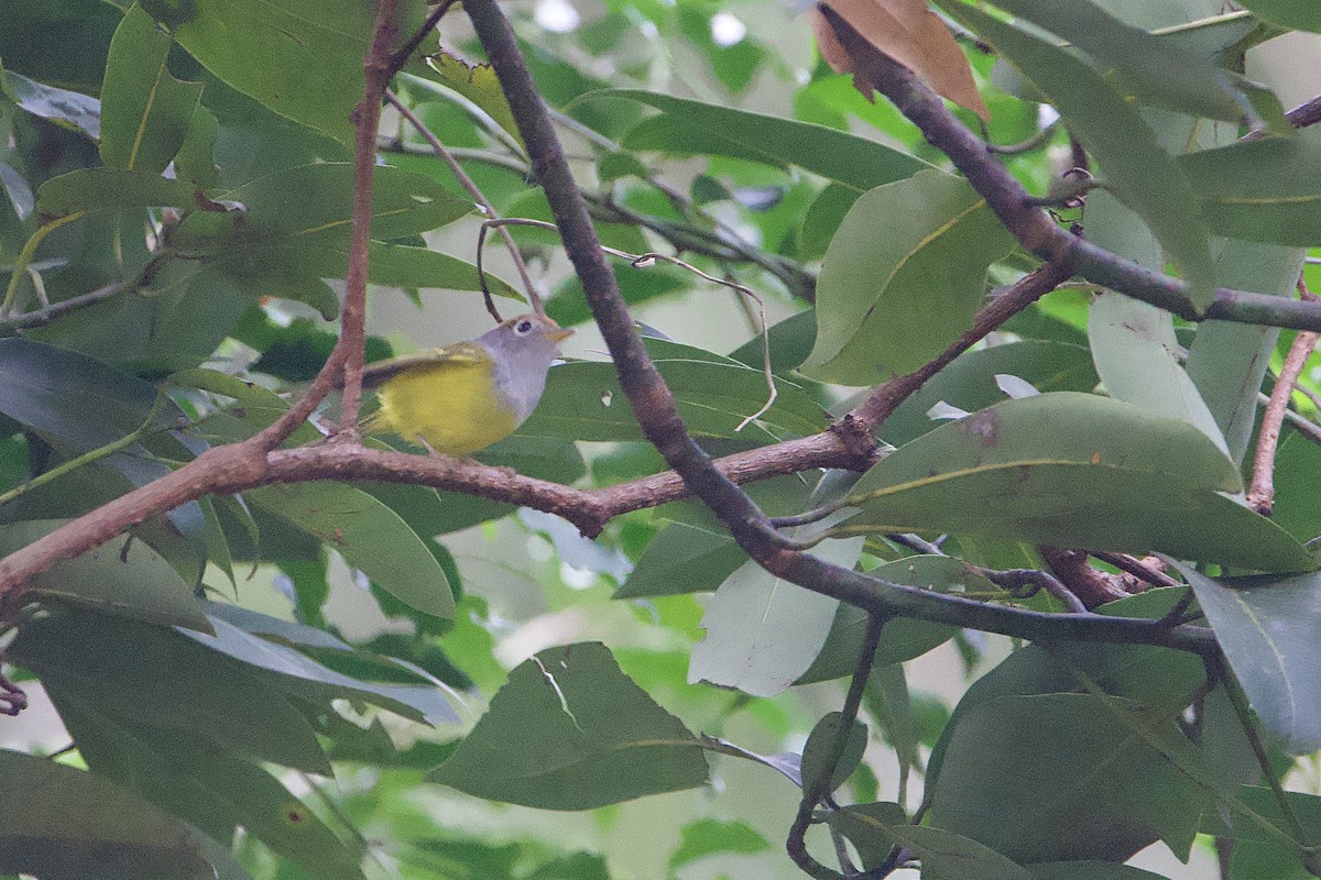 Mosquitero Coronicastaño - ML646835811
