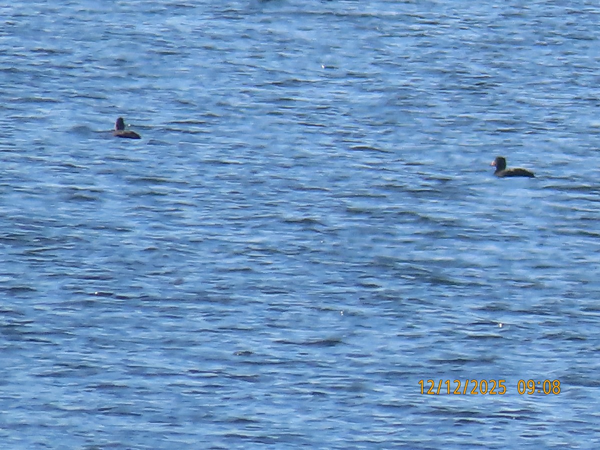 Ahatebeltz kopetazuria - ML646835812